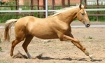 Akhaltein horse